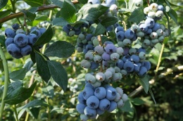 owoce odmiany Bluecrop